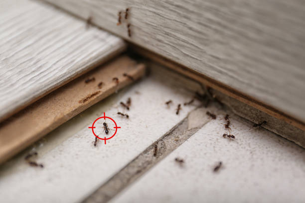 Best Bed Bug Extermination  in Rice Lake, MN