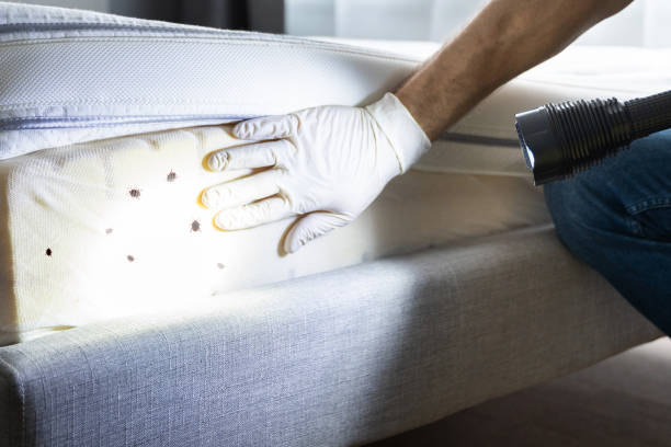 Best Ant Control Services  in Rice Lake, MN