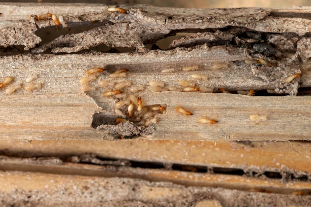 Best Residential Pest Control  in Rice Lake, MN