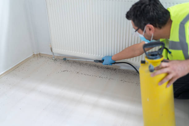 Best Wasp Removal Services  in Rice Lake, MN